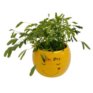 Planta Sensitiva - Mimosa pudica (vaso 11cm)
