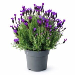 Lavender - Lavandula stoechas (19cm pot)