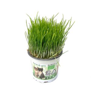 Cat Grass - Hordeum vulgare (12 cm pot)