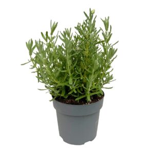 Alfazema ou Lavanda - Lavandula dentata (vaso 19cm)