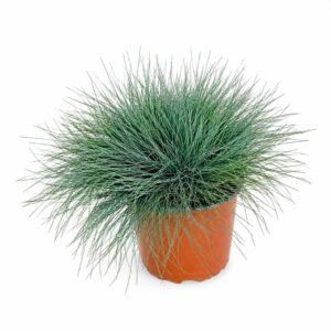 Festuca Azul - Festuca glauca (vaso 19cm)