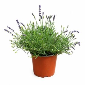 Alfazema - Lavandula angustifolia (vaso 19cm)