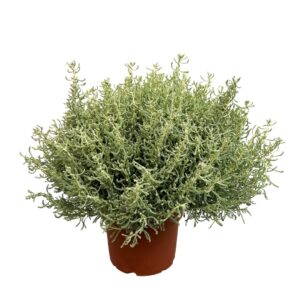 Santolina Cinzenta - Santolina chamaecyparissus (vaso 19cm)
