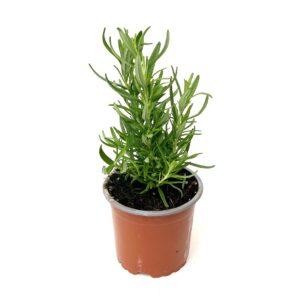 Alecrim - Rosmarinus officinalis (vaso 10,5cm)