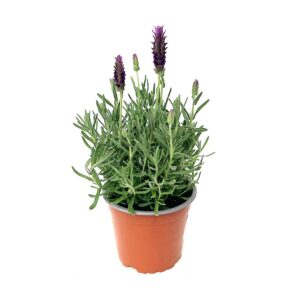 Lavender - Lavandula stoechas (12cm pot)