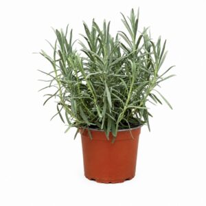 Alfazema - Lavandula angustifolia (vaso 12cm)