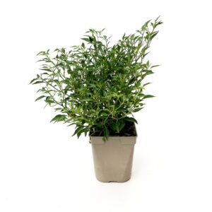 Malagueta - Capsicum annum 'Demon Red' (vaso 12cm)