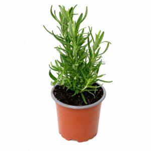 Alecrim - Rosmarinus officinalis (vaso 10,5cm)