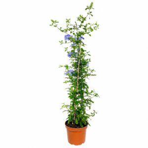 Hibiscus - Hibiscus rosa-sinensis L. (23 cm pot)