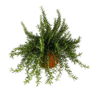 Alcrim rasteiro - Rosmarinus officinalis prostratus (vaso 19cm)