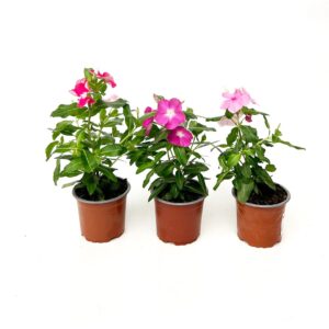 Sempre Noiva - Vinca minor (1und, vaso 10,5cm)