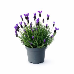 Lavender - Lavandula stoechas (14cm pot)