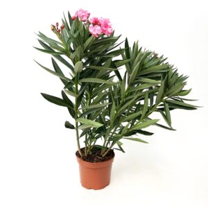 Oleander - Nerium oleander (19cm pot)