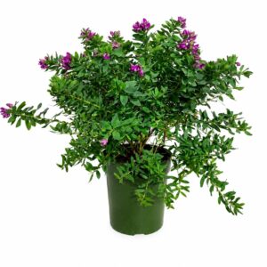 Sweet Pea Shrub - Polygala myrtifolia (23cm pot)
