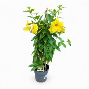 Golden Trumpet - Allamanda cathartica (17cm pot)