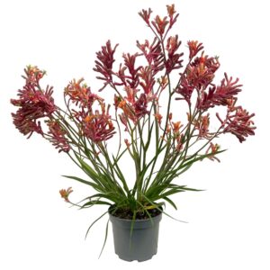 Pata de Canguru - Anigozanthos spp. (vaso 17cm)