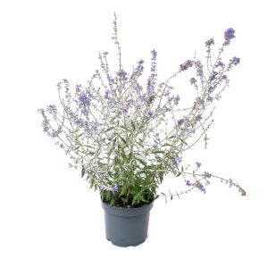 Russian sage - Perovskia atriplicifolia (19 cm pot)