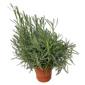 Alfazema - Lavandula angustifolia (vaso 14cm)