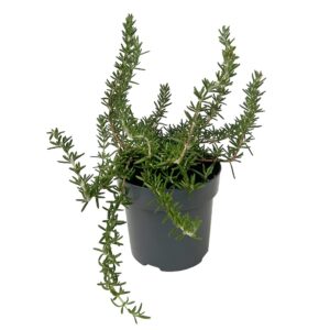Alecrim rasteiro - Rosmarinus officinalis prostratus (vaso 14cm)