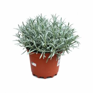 Alfazema - Lavandula angustifolia (vaso 19cm)
