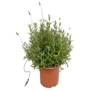 Alfazema ou Lavanda - Lavandula dentata 'Candicans' (vaso 19cm)