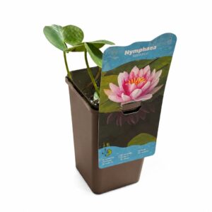 Nenúfar - Nymphaea 'Attraction' (vaso 11cm)
