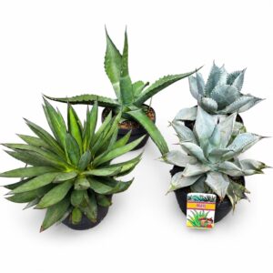 Agave Collection – Agave spp. mix de variedades (1 und, taça 20cm)