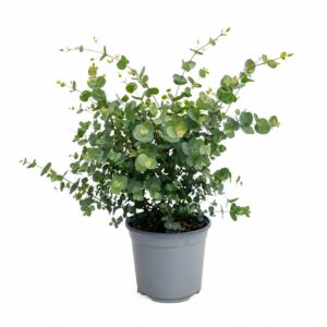 Eucalipto prateado - Eucalyptus cinerea 'Silver Dollar' (vaso 19cm)