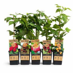 Framboeseiras Sortido Surpresa - Rubus spp. (1 und, vaso 14cm)