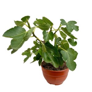 Figueira - Ficus carica (taça 20cm)