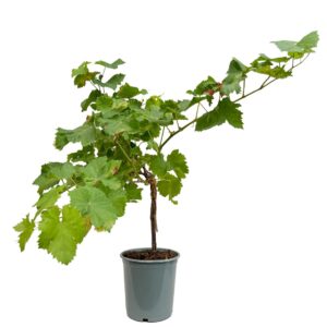 Videira - Vitis vinifera (vaso 19cm)