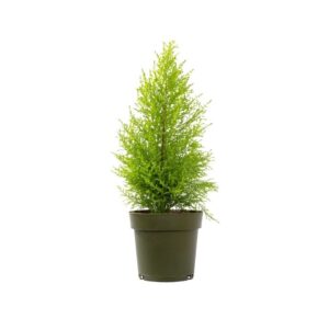Lemon Cypress - Cupressus monocarpa 'goldcrest wilma' (14 cm pot)