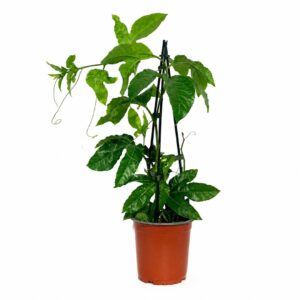 Passion Fruit - Passiflora edulis (17cm pot)