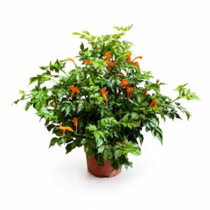 Tecomária - Tecomaria capensis (vaso 19cm)