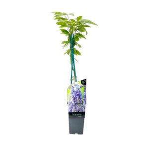 Wisteria - Wisteria sinensis (18 cm pot)