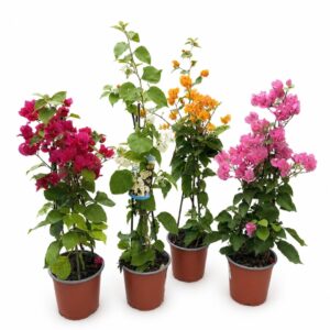 Bougainvillea - Bougainvillea sp. (1 unit, 14cm pot)