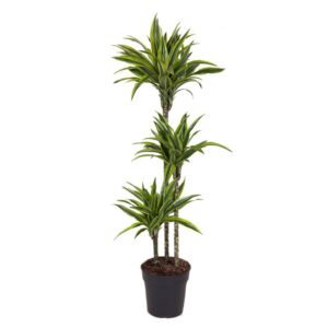 Dracaena Lima Limão - Dracaena fragans 'Lemon Lime' (vaso 24cm)