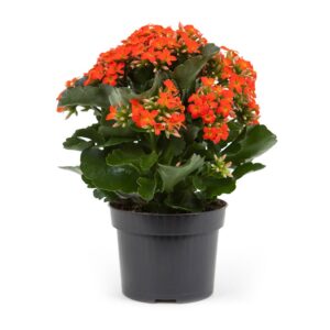 Flor da Fortuna - Kalanchoe blossfeldiana (vaso 10cm, várias cores)