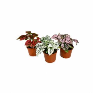 Surprise Hypoestes Kit (3x 8cm pot)