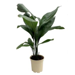 Aspidistra - Aspidistra elatior (vaso 17cm)
