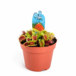 Carnívora - Dionaea muscipula (vaso 9cm)