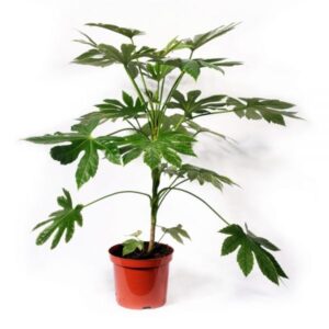 Arália Japonesa - Fatsia japonica (vaso 17cm)