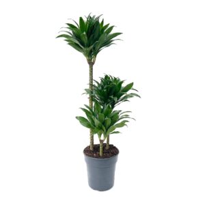 Dracaena Compacta - Dracaena fragrans 'Compacta' (21cm pot)