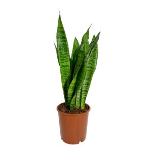 Snake Plant - Sansevieria zeylanica (17 cm pot)