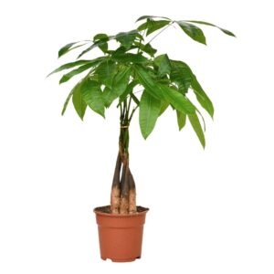 Árvore do Dinheiro - Pachira aquatica (vaso 19cm)