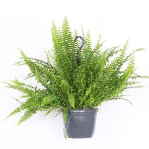 Sword Fern - Nephrolepis 'Green Lady' (17 cm pot)