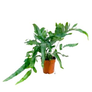 Blue Star Fern - Phlebodium aureum 'Blue Star' (12cm pot)
