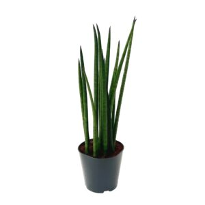 Lança de S. Jorge - Sansevieria cylindrica (vaso 12cm)