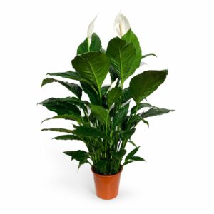 Spathiphyllum Sensation - Vase 24