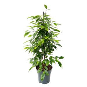 Variegated Ficus - Ficus benjamina 'Variegata' (17 cm pot)